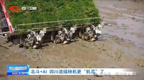 四川新聞聯(lián)播丨北斗+AI 四川造插秧機(jī)更“機(jī)靈”<strong></p>
<p>插秧機(jī)
</strong>了:插秧機(jī)
