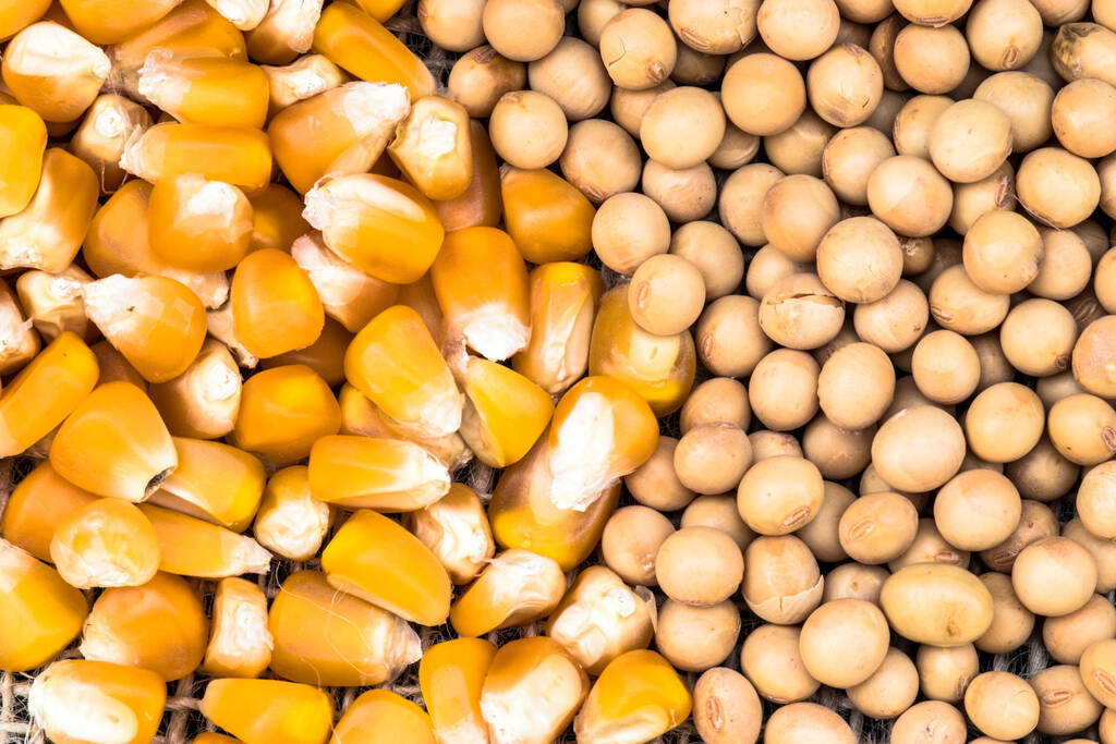 巴西收獲了92.5%的大豆面積，夏季玉米產(chǎn)量為68.2%:玉米收獲機(jī)